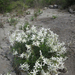 Amsonia longiflora - Photo (c) Richard Reynolds,  זכויות יוצרים חלקיות (CC BY-NC), uploaded by Richard Reynolds