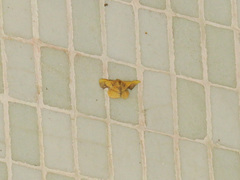 Fascellina plagiata
