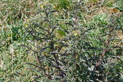 Erysimum crepidifolium