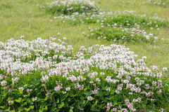 Trifolium repens