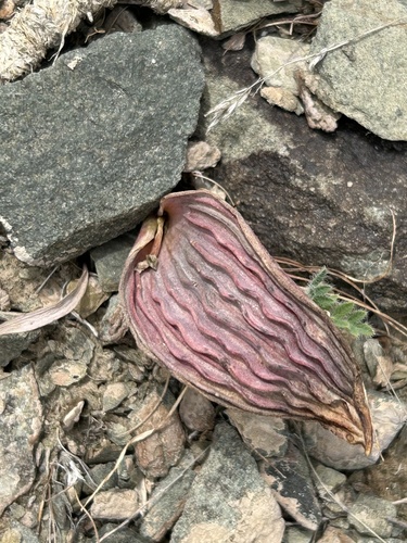 Tulipa regelii, photograph 1