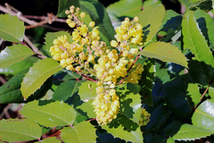 Berberis aquifolium