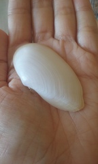 Psammotella