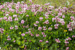 Trifolium repens