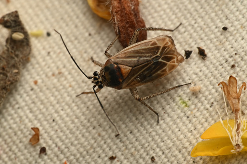 yerba santa plant bug