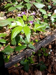 Cardamine pentaphyllos
