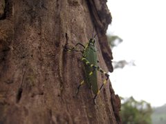 Chromacris psittacus