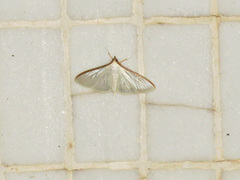 Palpita warrenalis