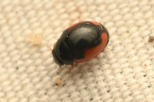 Ribboned Lady Beetle