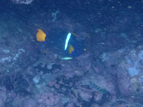 Holacanthus passer