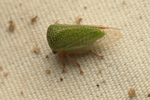 Tortistilus minutus