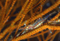 Manipontonia psamathe