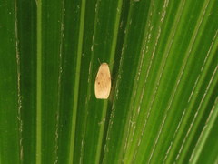 Paralithosia shaowuica