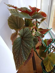 Begonia lucerna