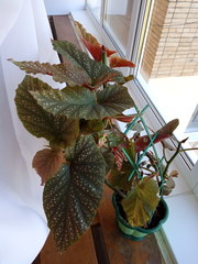 Begonia lucerna