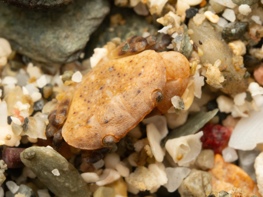 Epixanthus frontalis