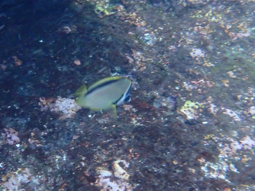 Johnrandallia nigrirostris