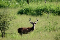 Rusa timorensis