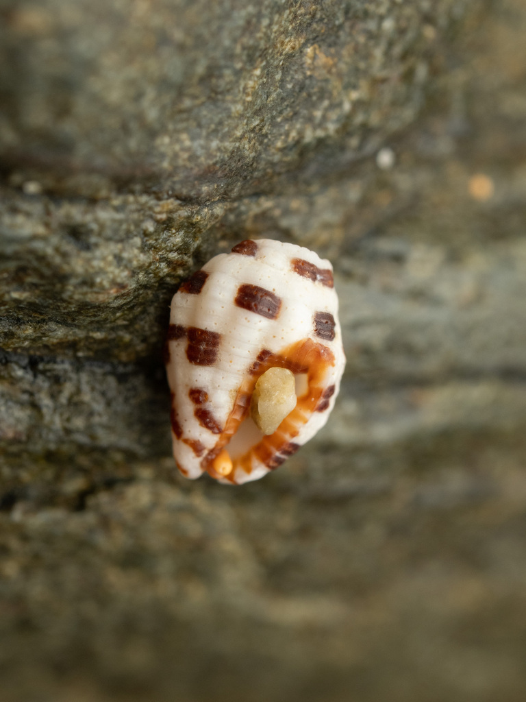 Engina zonalis