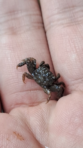 ウモレベンケイガニ