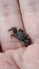 ウモレベンケイガニ