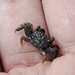 ウモレベンケイガニ