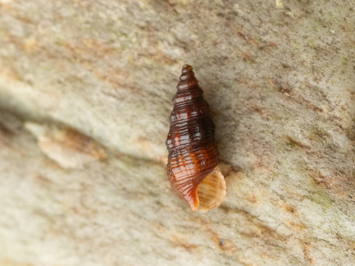 Cerithidium perparvulum