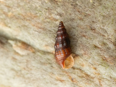 Cerithidium perparvulum