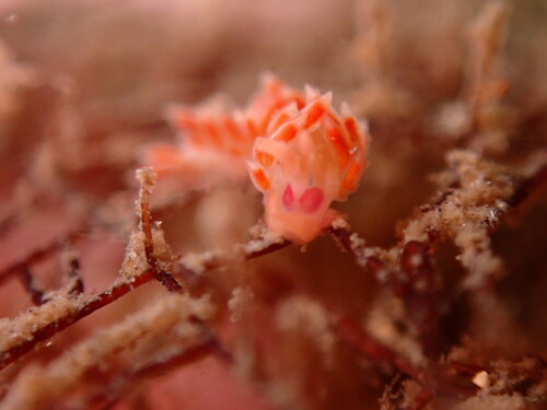 Coryphellina poenicia