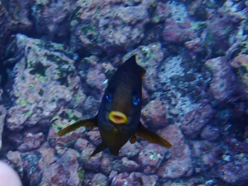 Stegastes arcifrons