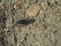 Cribridorcadion