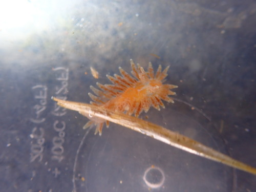 Caldukia affinis