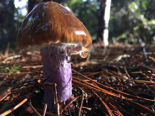 Cortinarius seidliae Ammirati, Niskanen & Liimat.