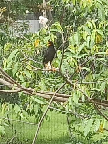 Great Myna