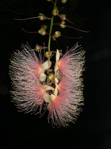 Barringtonia racemosa
