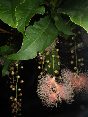 Barringtonia racemosa