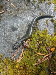 Aneides klamathensis