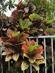 Codiaeum variegatum