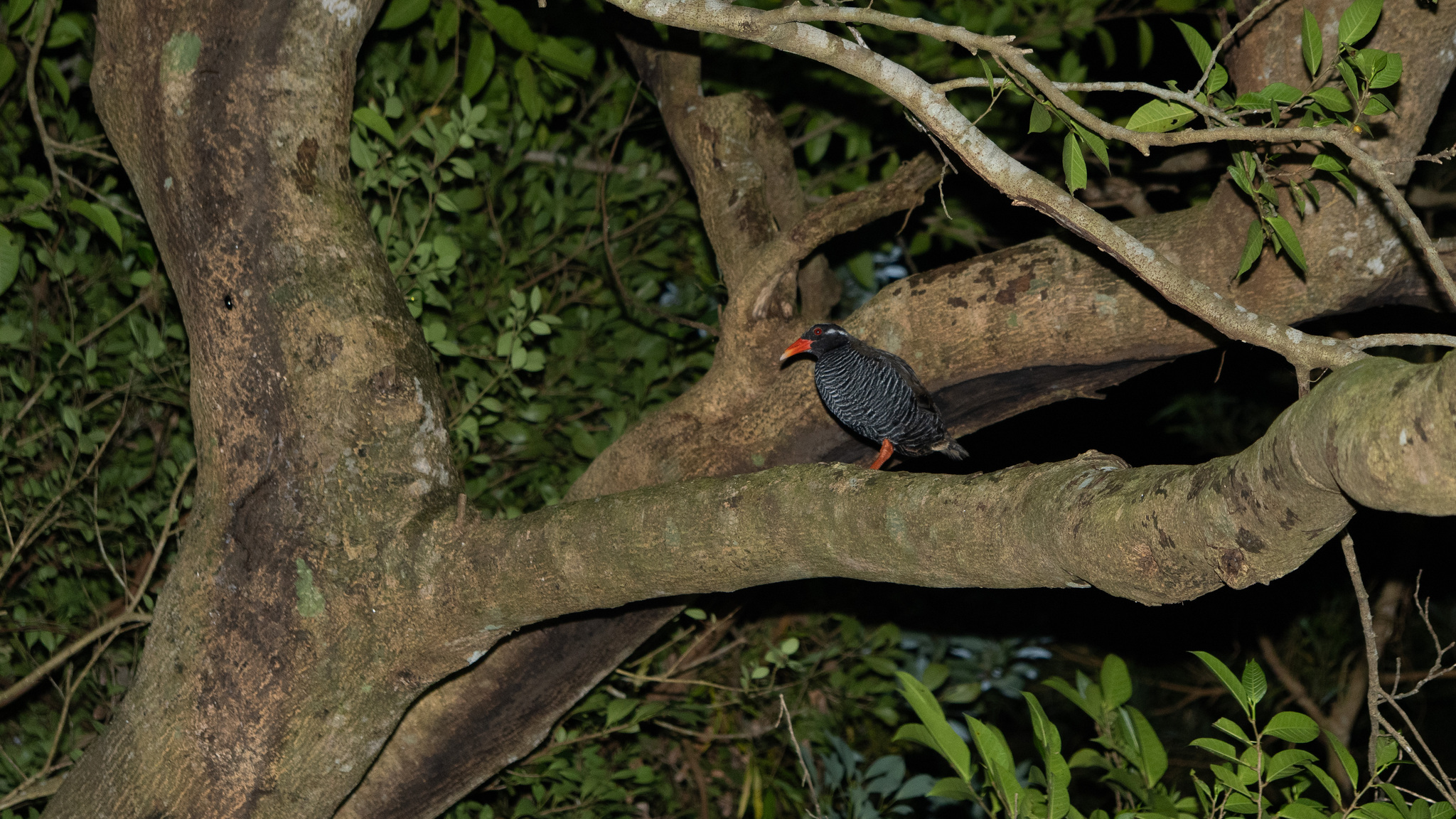 Okinawa Rail (Gallirallus okinawae), photo 8