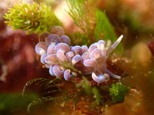 Phyllodesmium macphersonae