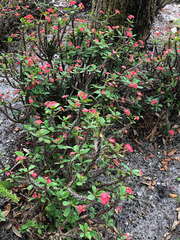 Magnoliopsida