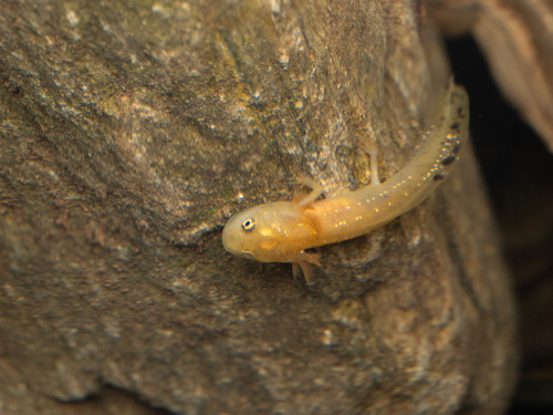 Anderson's Crocodile Newt, Echinotriton andersoni
