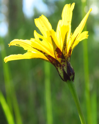 Howell's silverpuffs (Microseris howellii)