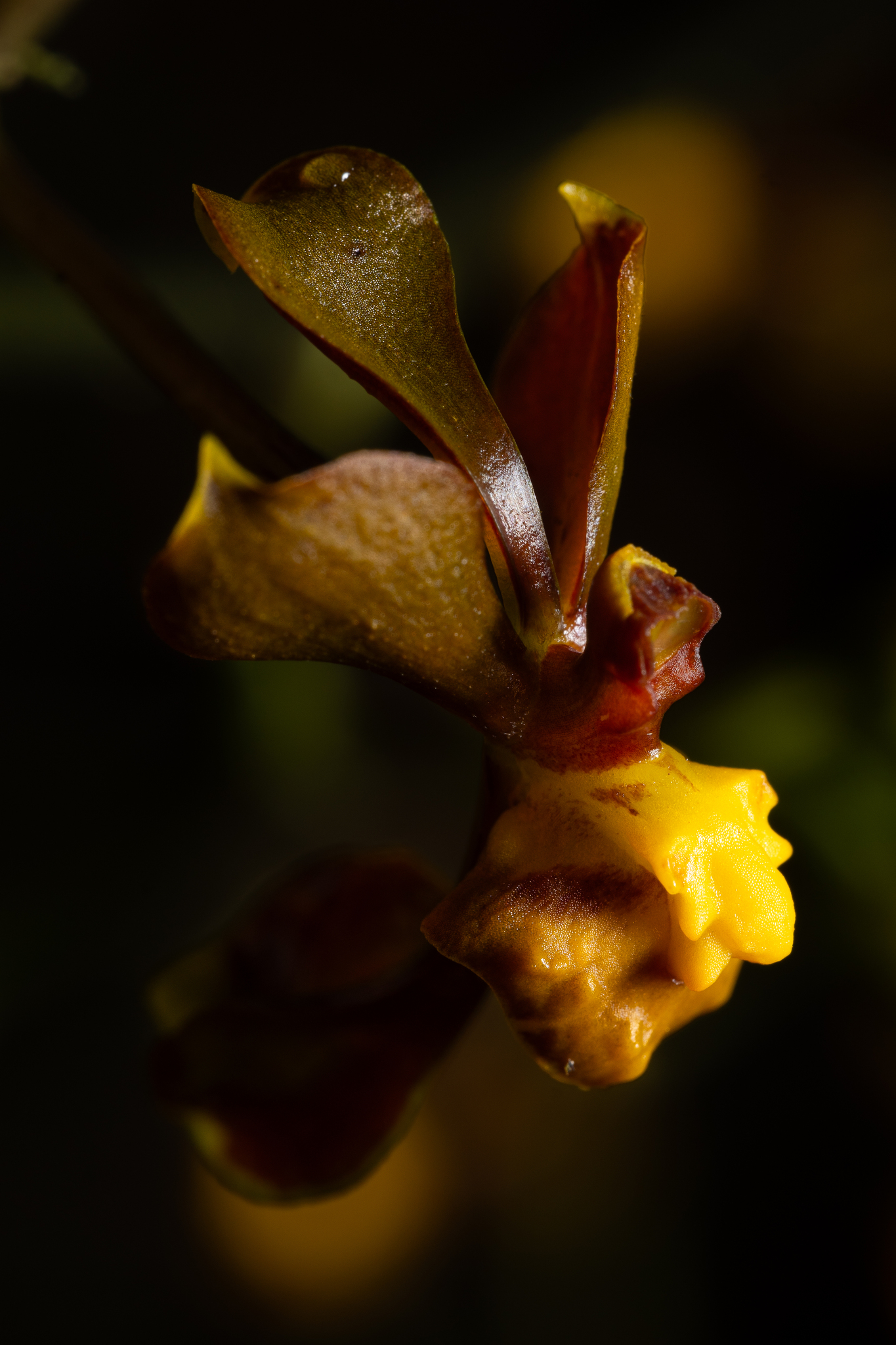 Cyrtochilum porrigens (Rchb.f.) Kraenzl. 4