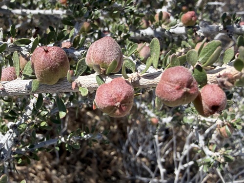 Tetracoccus hallii, photograph 5