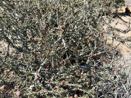 Tetracoccus hallii, photograph 6