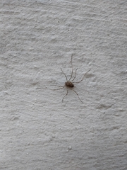 Platybunus pinetorum