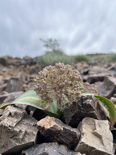 Allium karataviense
