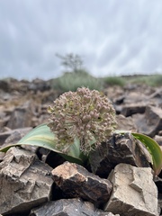 Allium karataviense