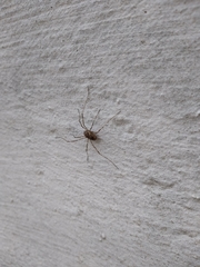 Platybunus pinetorum